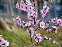 アーモンドの花