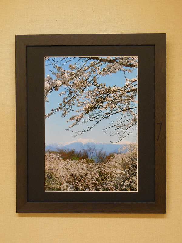 遠い山と桜　　（駒ヶ根市・光前寺）　　4月中旬