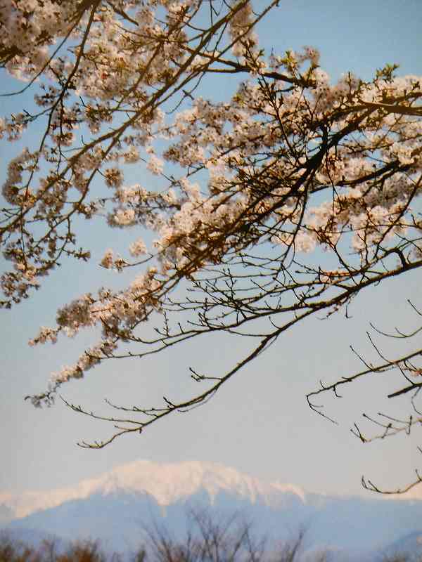 遠い山と桜　　（駒ヶ根市・光前寺）　　4月中旬