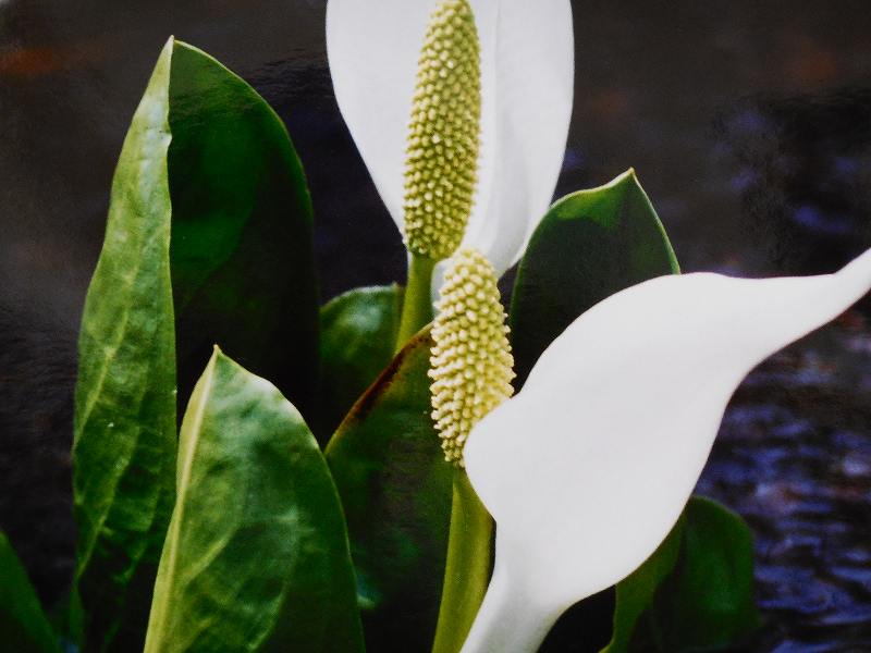 水芭蕉　　（長野・戸隠高原）　　　5月上旬