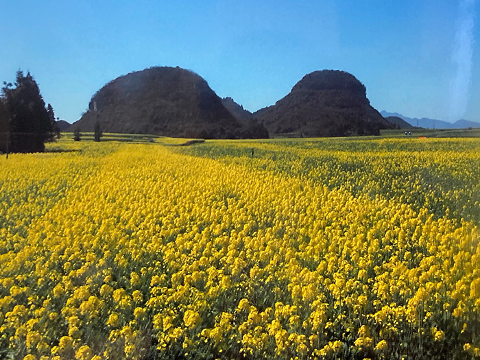 青空に映える菜の花畑　（羅平・プイ族村）