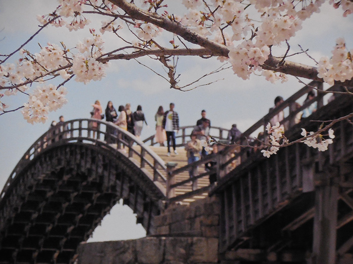 錦帯橋に桜咲く（岩国・錦帯橋）