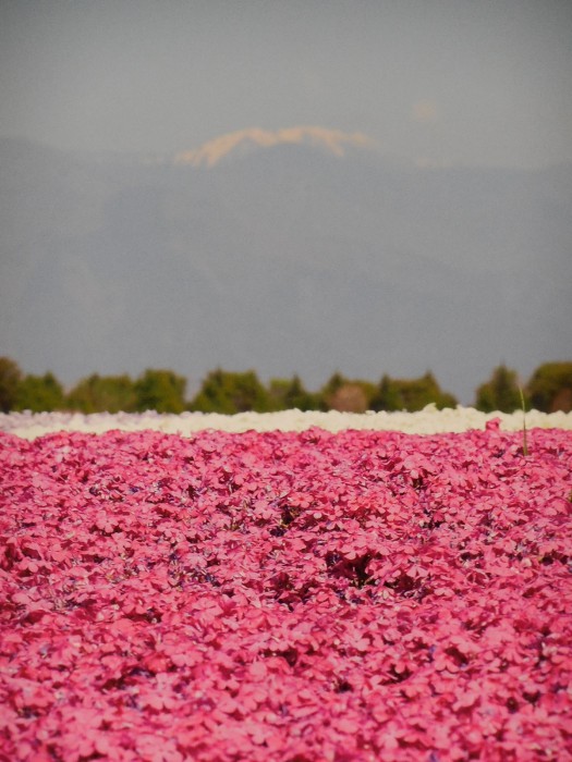 ピンクの海原（芝桜・松本花フェスタ）