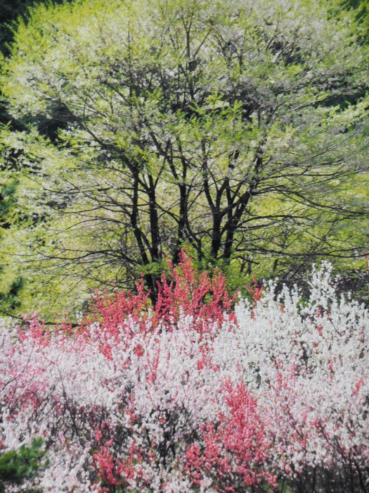 若葉との競演（花桃・長野県　月川）