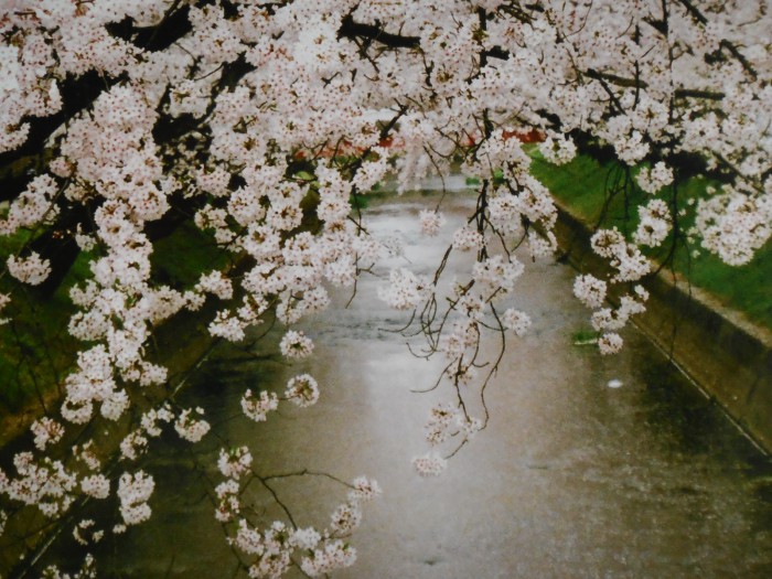五条川に映える桜