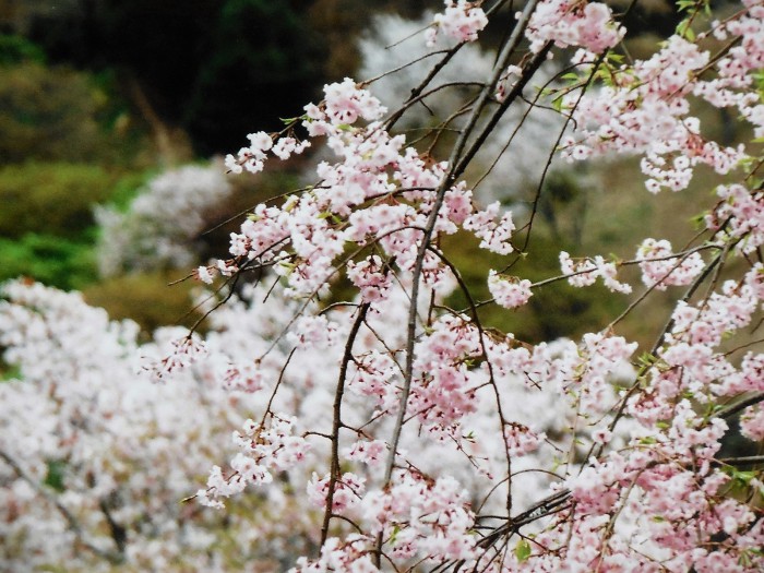 吉野の桜　（Ⅰ）　中千本