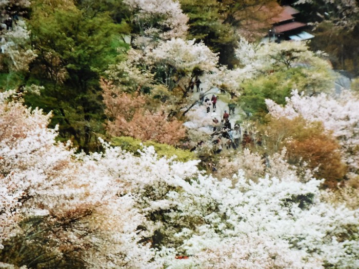 吉野の桜　（Ⅱ）　上千本