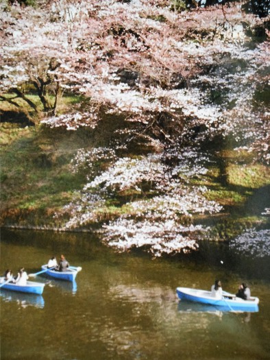 東京・千鳥ヶ淵の桜