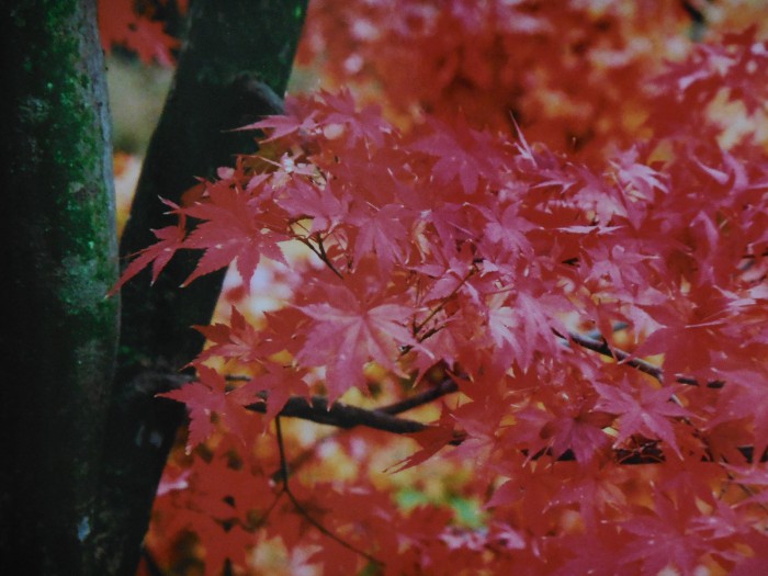 東福寺（Ⅲ）