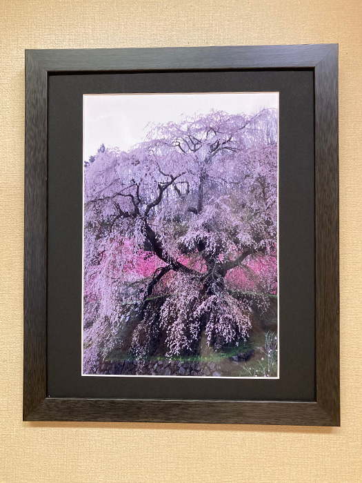 又兵衛桜（奈良県　宇陀市）