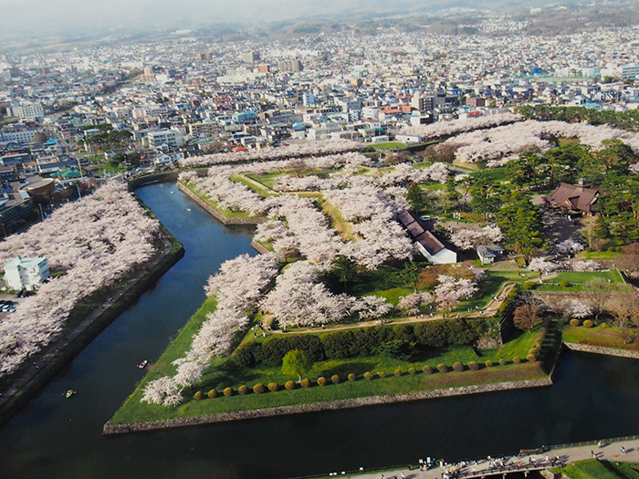 五稜郭の桜　