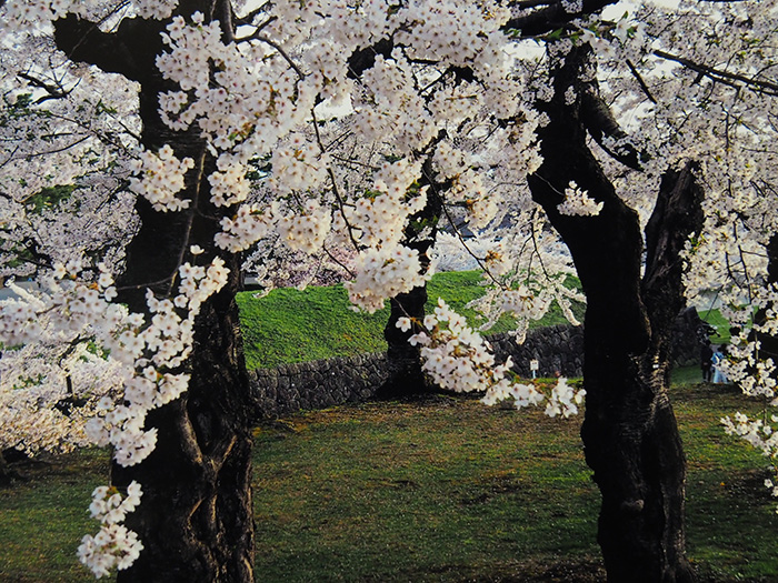 五稜郭  夕暮れの桜