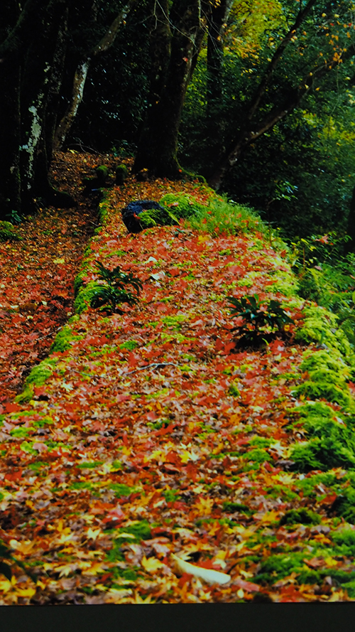 落紅の小径（谷汲山　　横蔵寺）