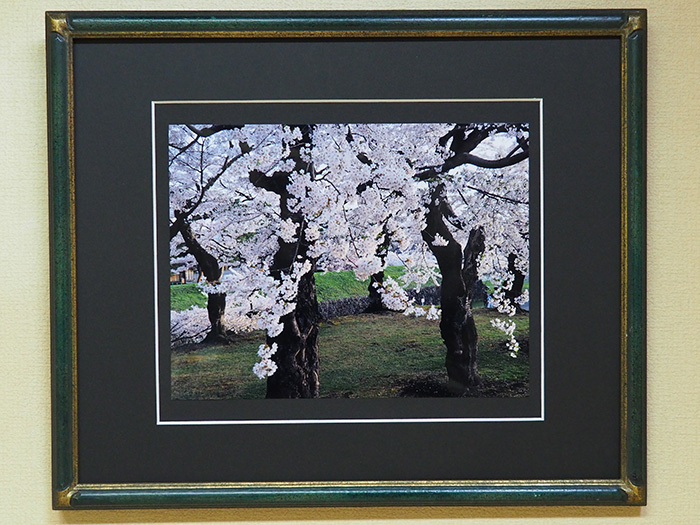 五稜郭  夕暮れの桜