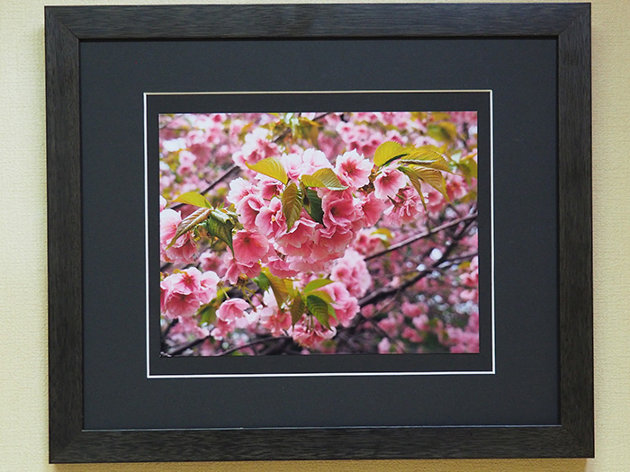 松前　　改良八重桜