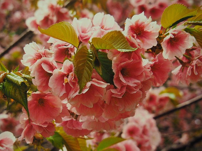 松前　　改良八重桜