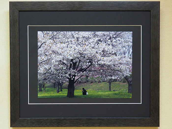 樹下に想う（松前公園にて）　