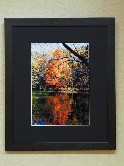 逆さメタセコイア（京都　　宝が池）