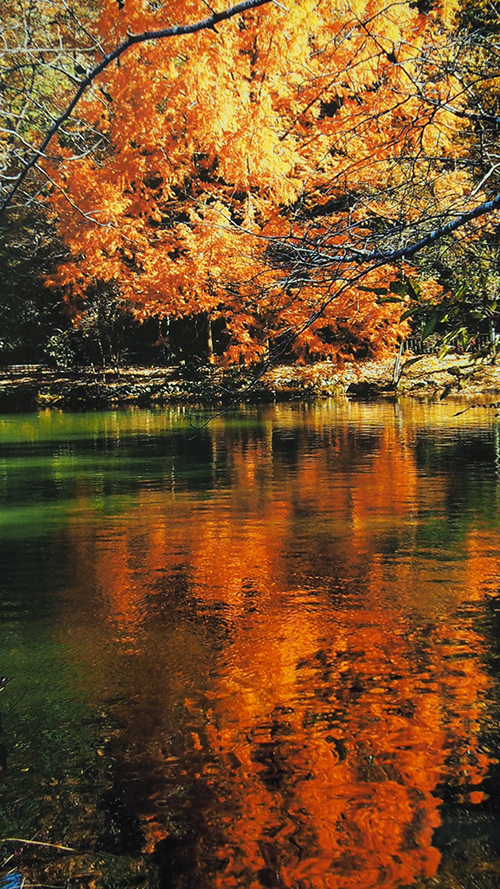 逆さメタセコイア（京都　　宝が池）