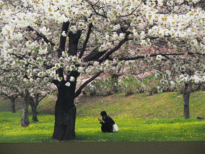 樹下に想う（松前公園にて）　