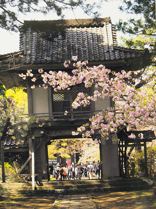 門前の桜（松前・光善寺にて)　