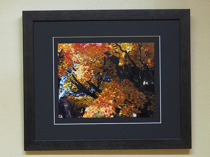 こもれ陽（京都　　将軍塚・青龍院）