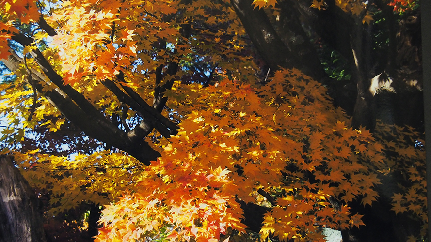 こもれ陽（京都　　将軍塚・青龍院）