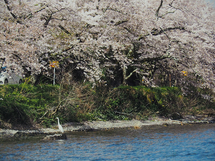 海津大崎の湖と桜（Ⅰ）（滋賀県）