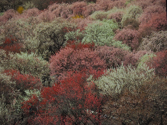 いなべ市農業センターの梅林（三重県）