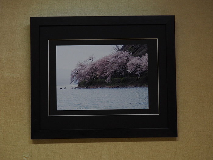 海津大崎の湖と桜（Ⅱ）（滋賀県）
