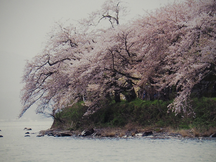 海津大崎の湖と桜（Ⅱ）（滋賀県）