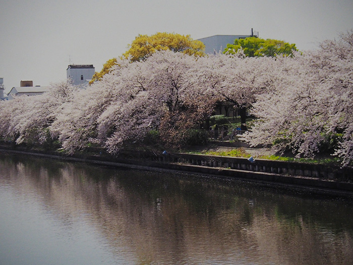 荒子川公園・堤の桜（名古屋市）