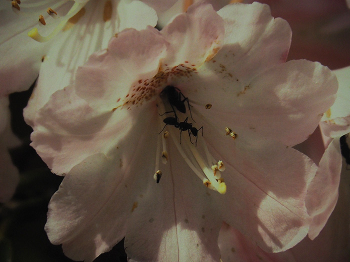 シャクナゲのお花には蟻さんが一杯（滋賀県・日野）