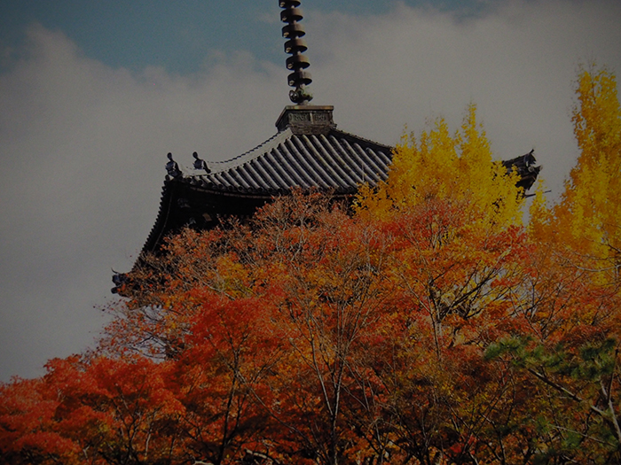 秋の競演（京都・くろ谷金戒光明寺）