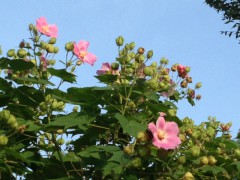 夏の花①